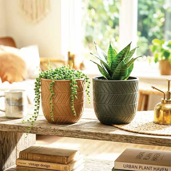 Eden Pots
