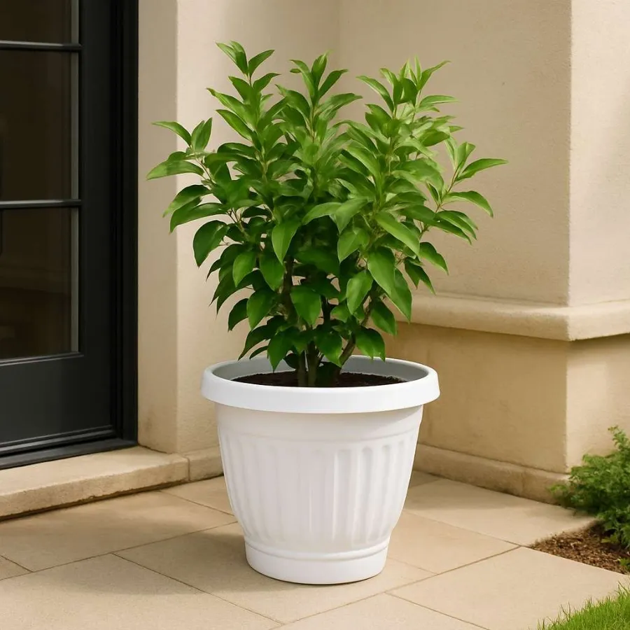 Olive Pots view 7
