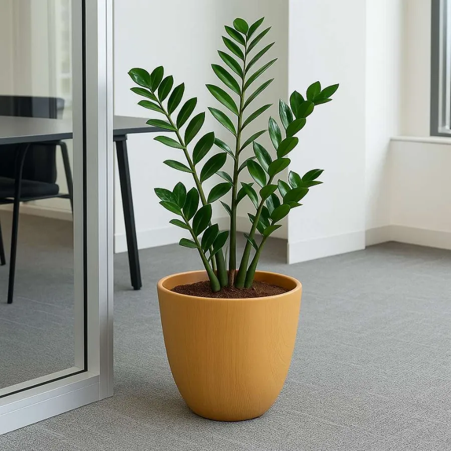 Orchid Designer Pot view 6