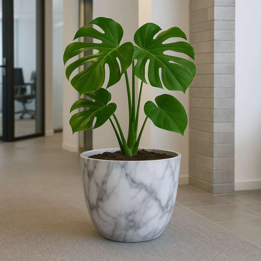 Orchid Designer Pot view 8