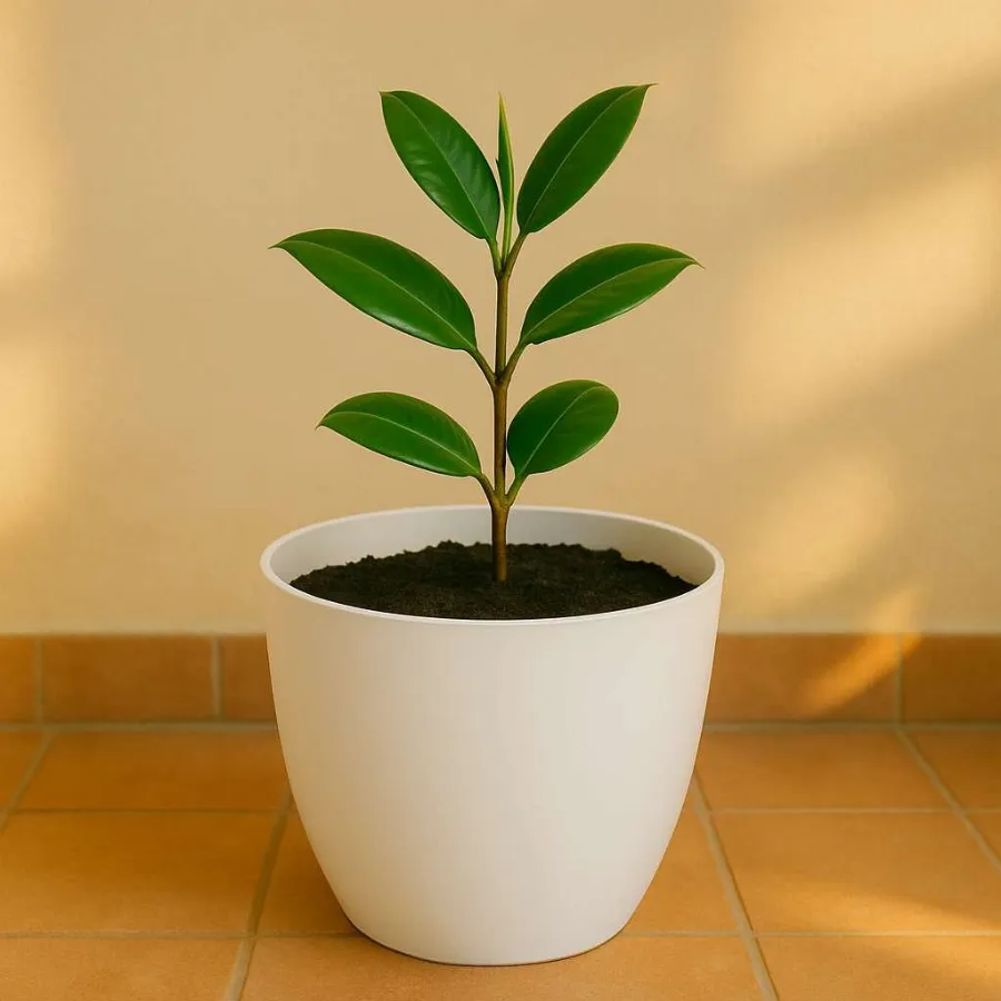 Orchid Round Pot view 8