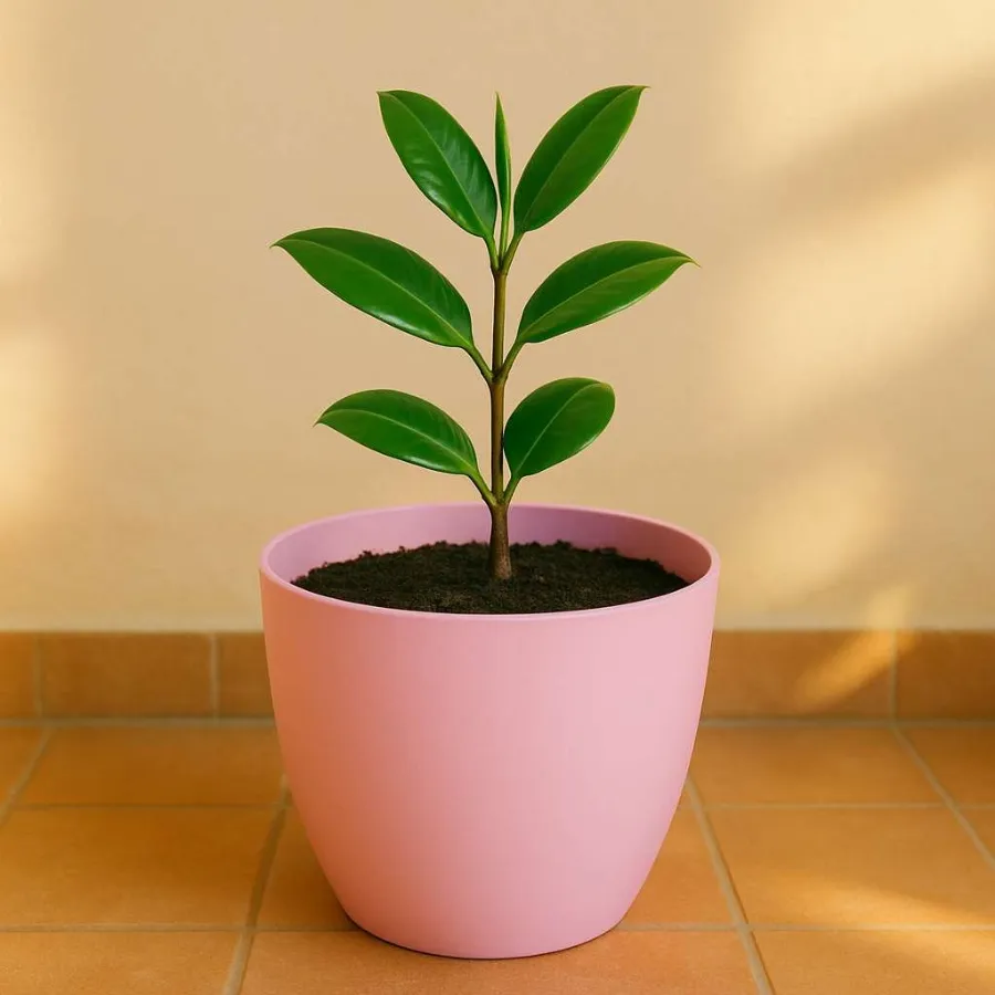 Orchid Round Pot view 9