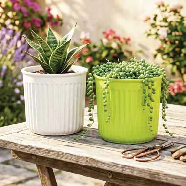 Regal Pots
