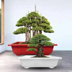 Square Bonsai Pots view 4