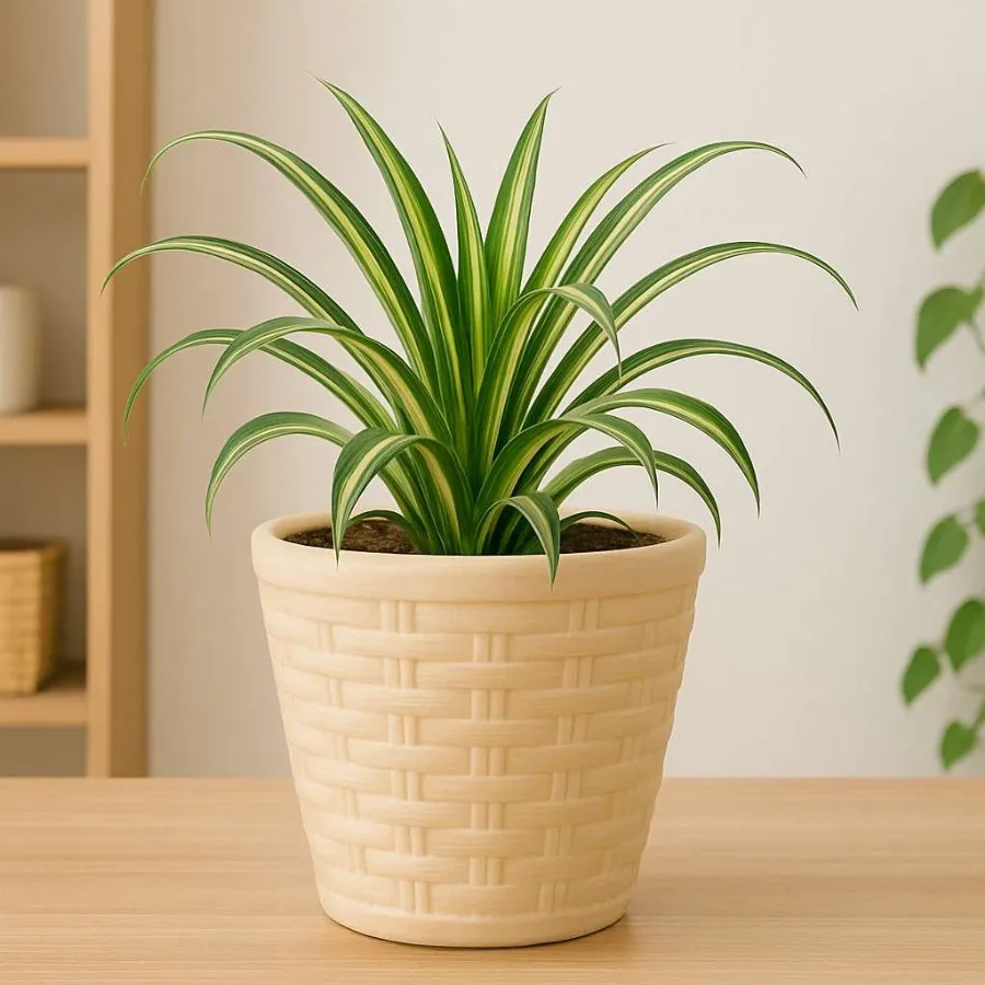 Stylo Pots view 8