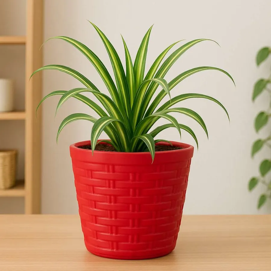 Stylo Pots view 9