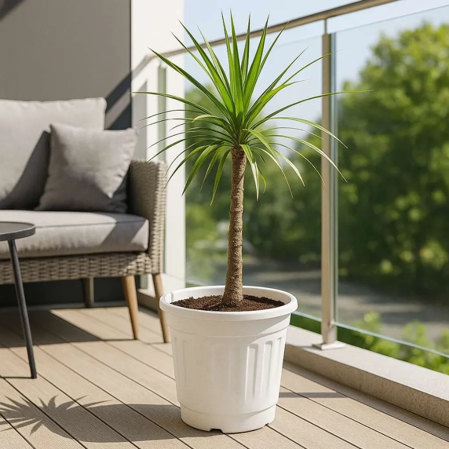 Sumo Nursery Pot view 7