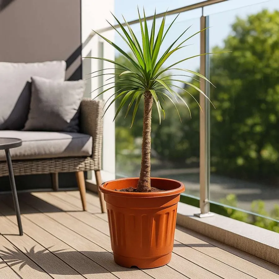 Sumo Nursery Pot view 5