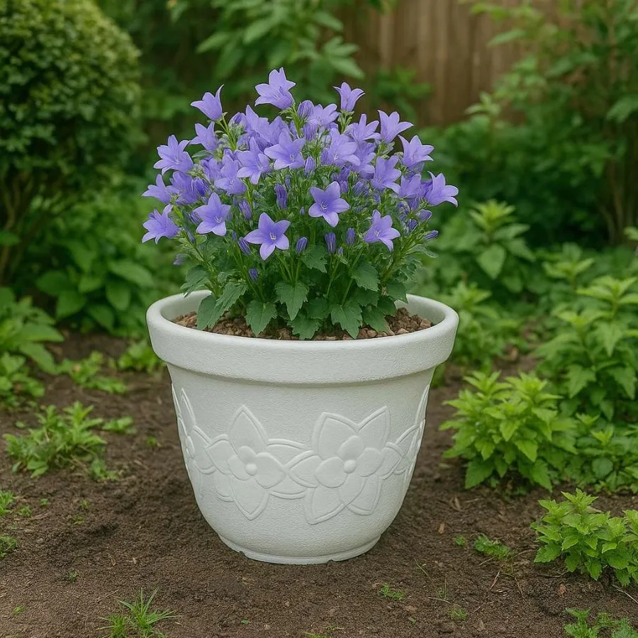 Sunflower Pots view 9
