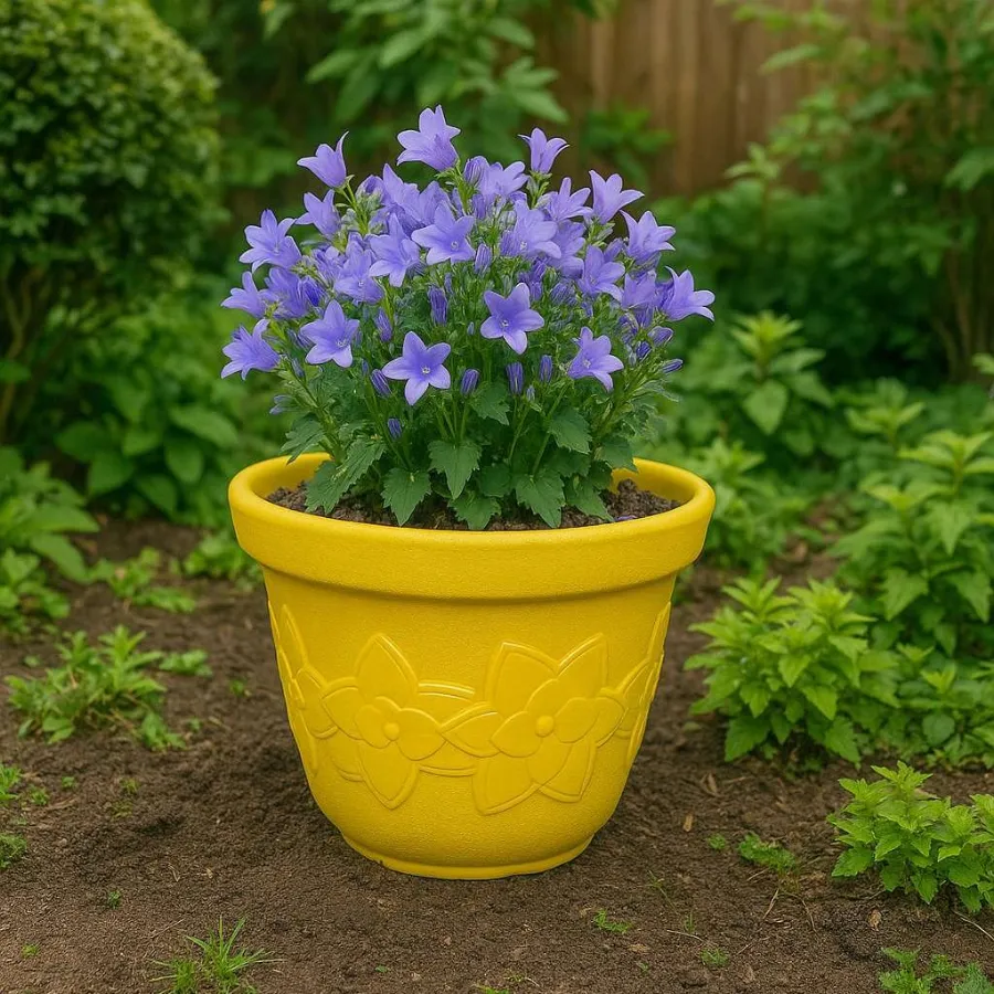 Sunflower Pots view 7