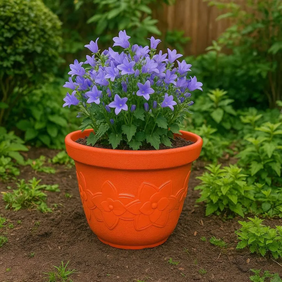 Sunflower Pots view 6